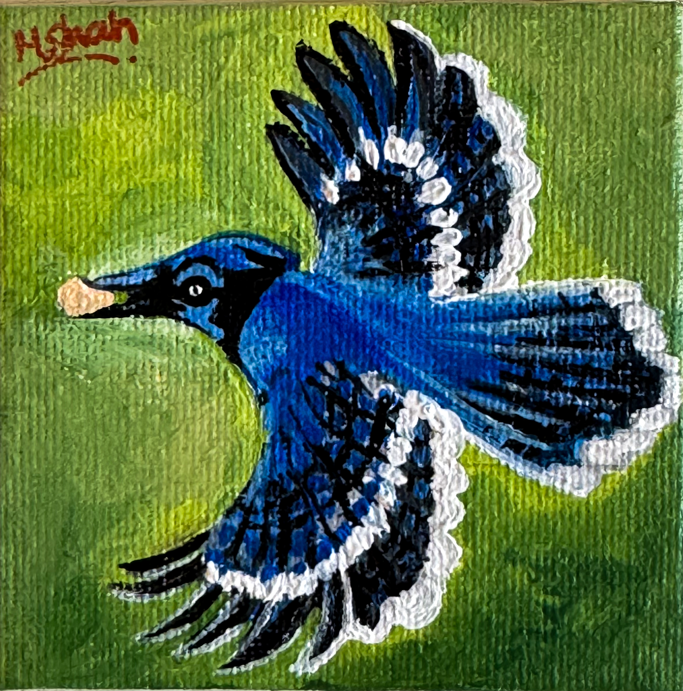 Feathers in Focus